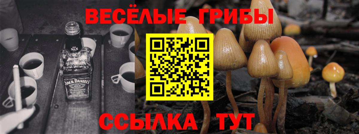 Галлюциногенные грибы Psilocybe Борзя